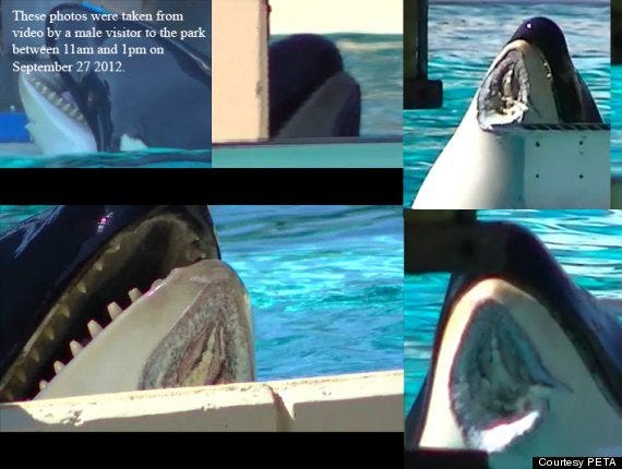 PETA-ORCA-INJURED-SEAWORLD-570 PETA-ORCA-INJURED-SEAWORLD-570