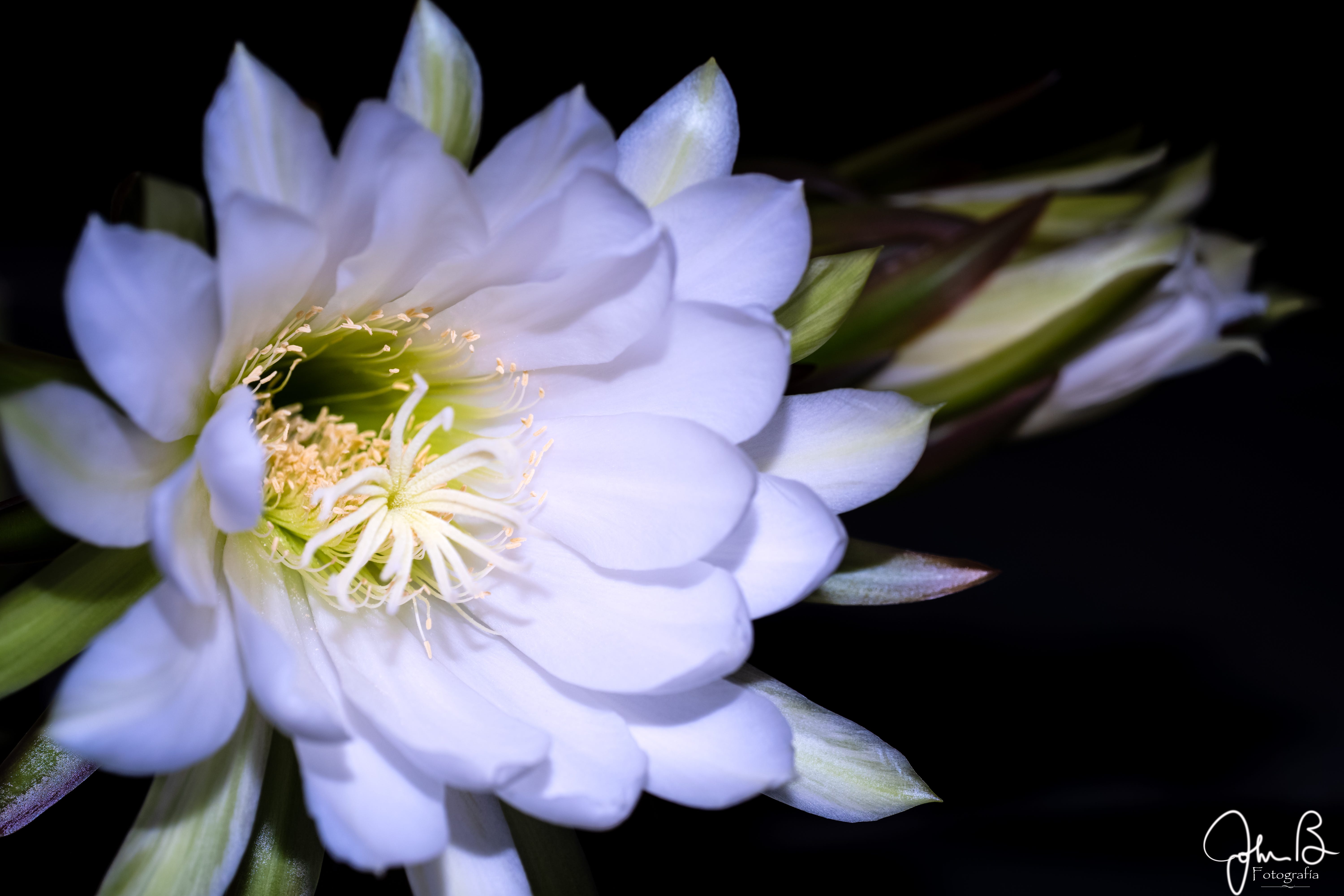 The San Pedro Cactus - MundaneMarvels Short Stories