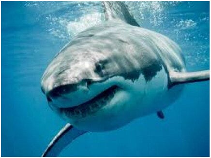 shark.jpg