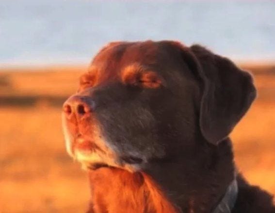 This may contain: a close up of a dog in a field with the sun shining on it's face