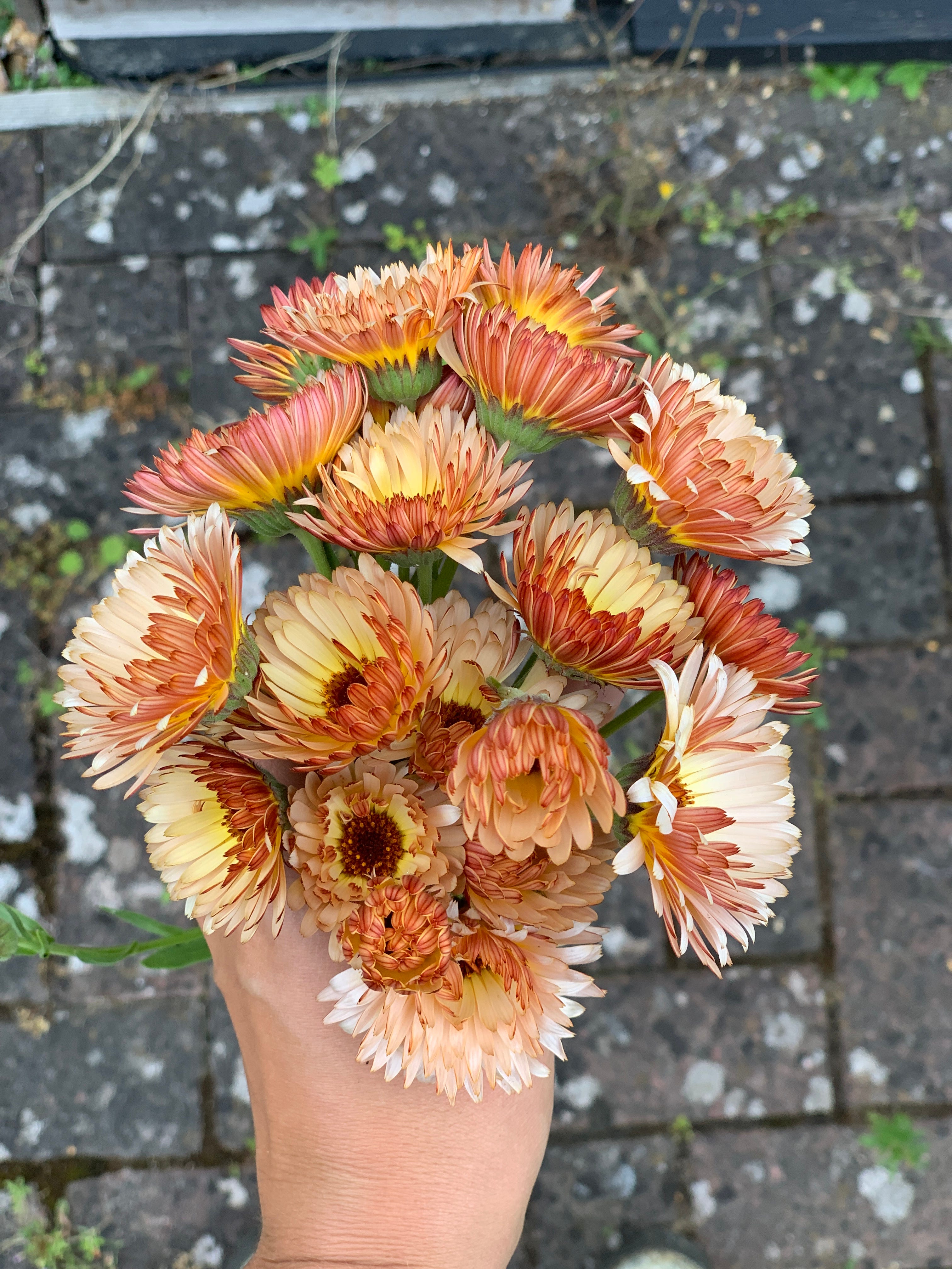 10 sensory flower seeds to sow in March