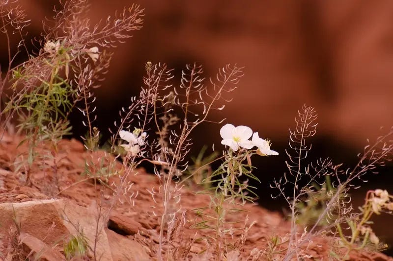 Fleur blanche sur fond de couleur brique