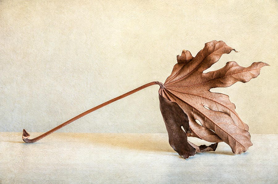 Aralia Photograph - Wabi Sabi by Colleen Farrell