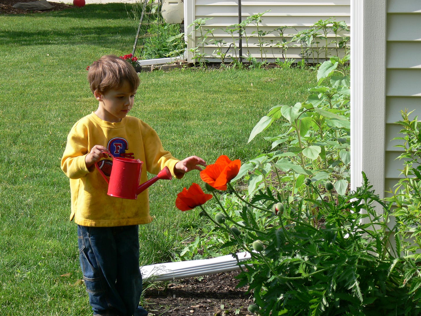 a young boy watering poppies