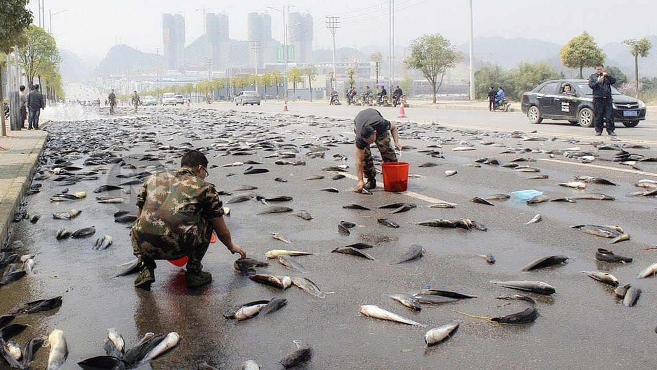 Lluvia de peces en Honduras - Radio URACCAN Siuna