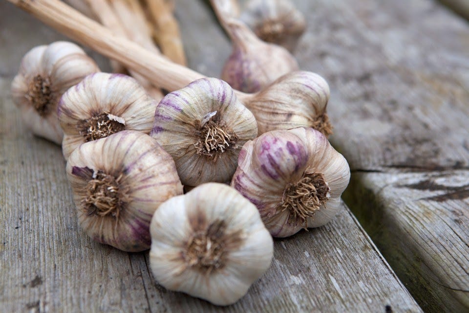 How to grow garlic