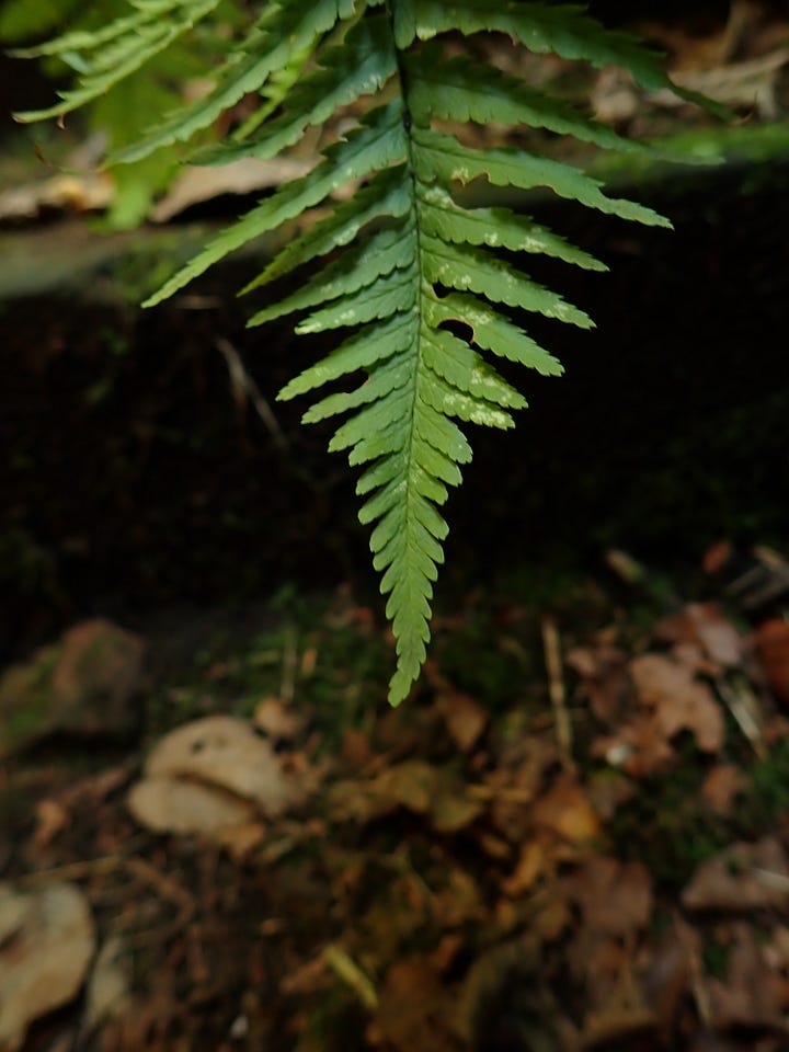 Castle courtyard and nature