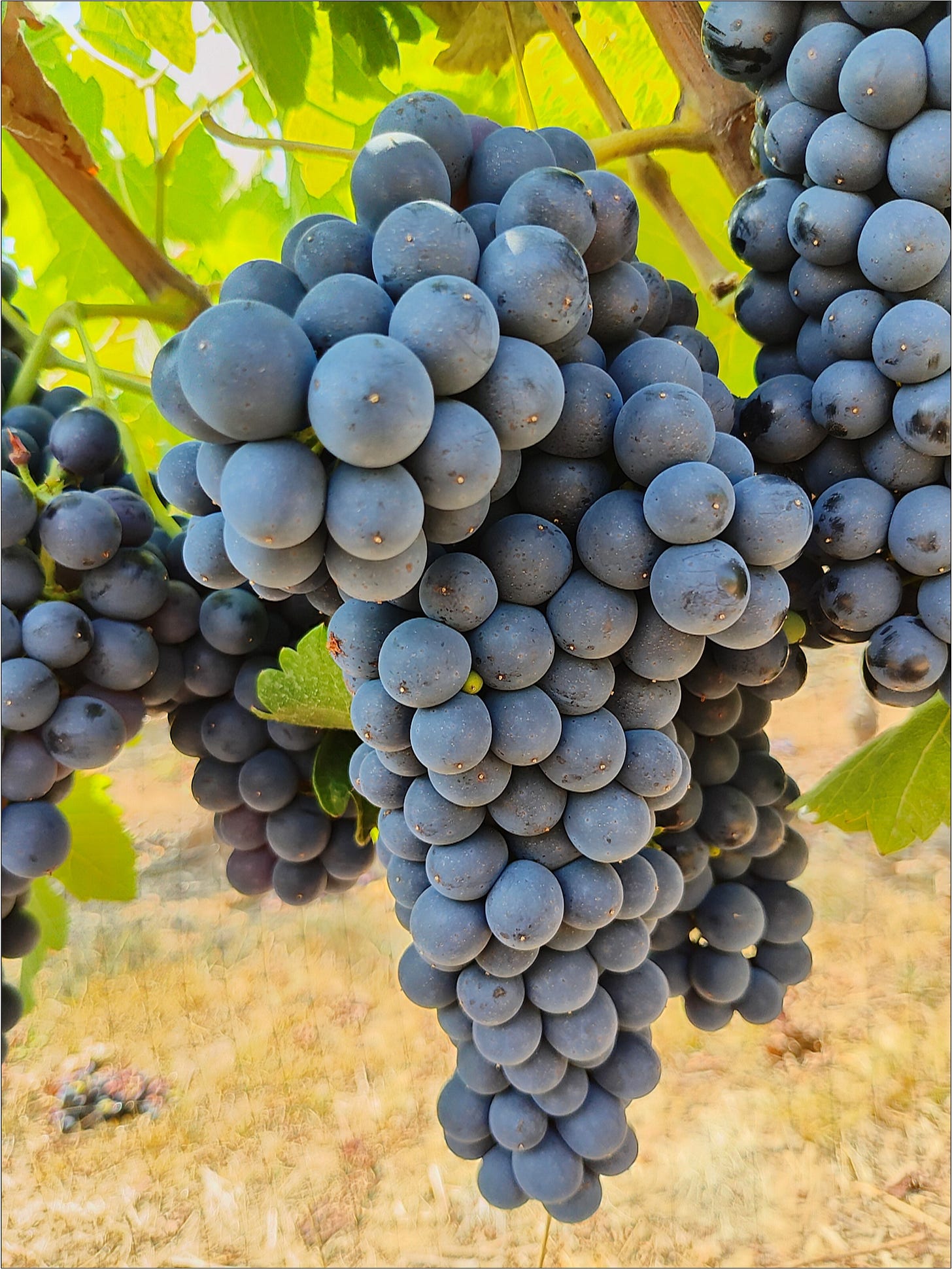 Syrah, Vintage 2025, almost ready for The Great Cluster Pluck!