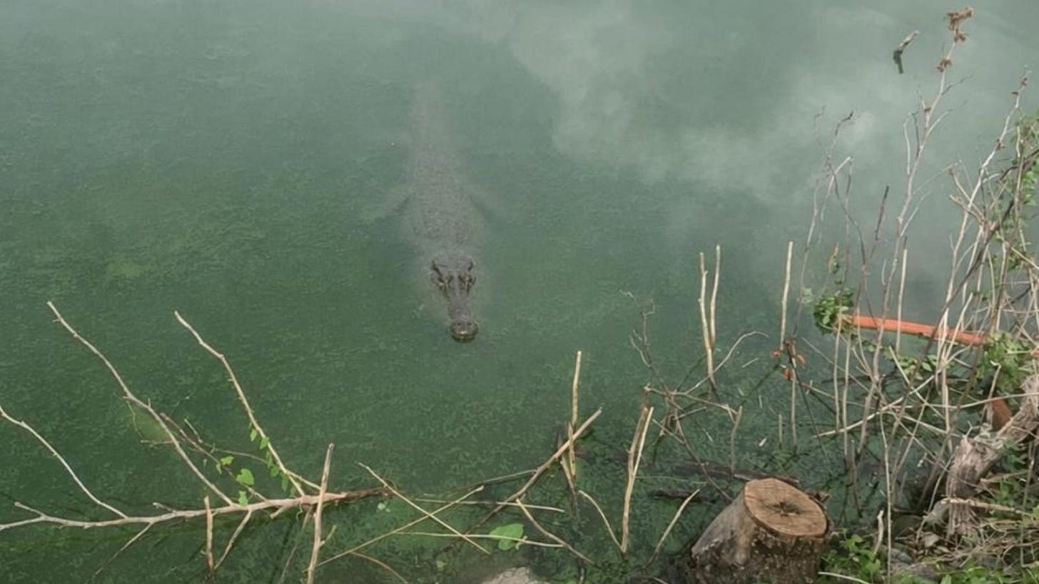 Il mistero del coccodrillo nel laghetto, ecco la foto (che alimenta grossi  dubbi). Bocche cucite delle autorità