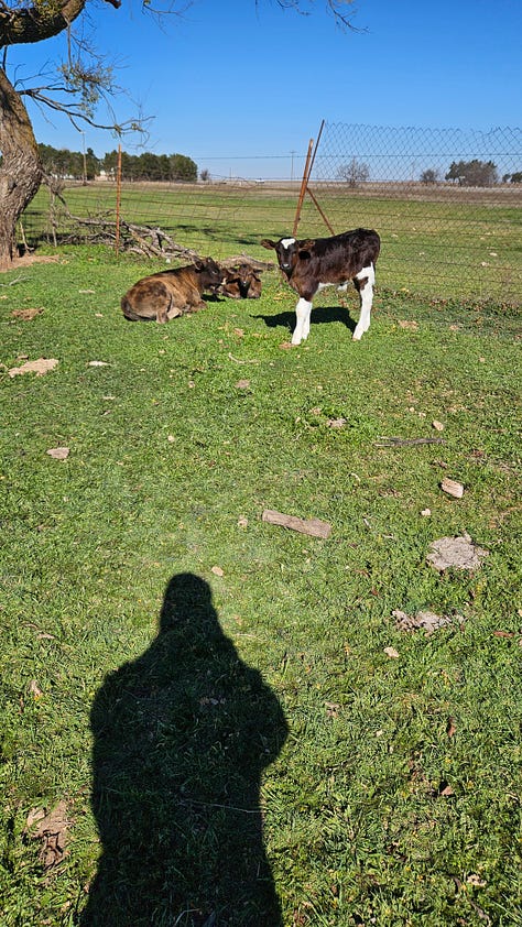 Nurse cows all had bull calved this year.