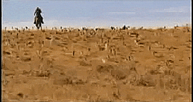 Herding Cats GIFs - Find & Share on GIPHY