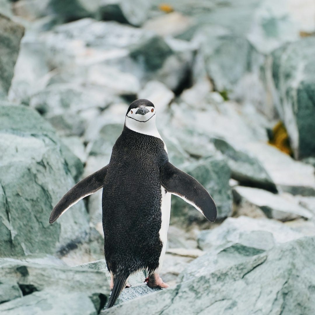 A penguin stands proudly on a rocky terrain A penguin stands proudly on a rocky terrain