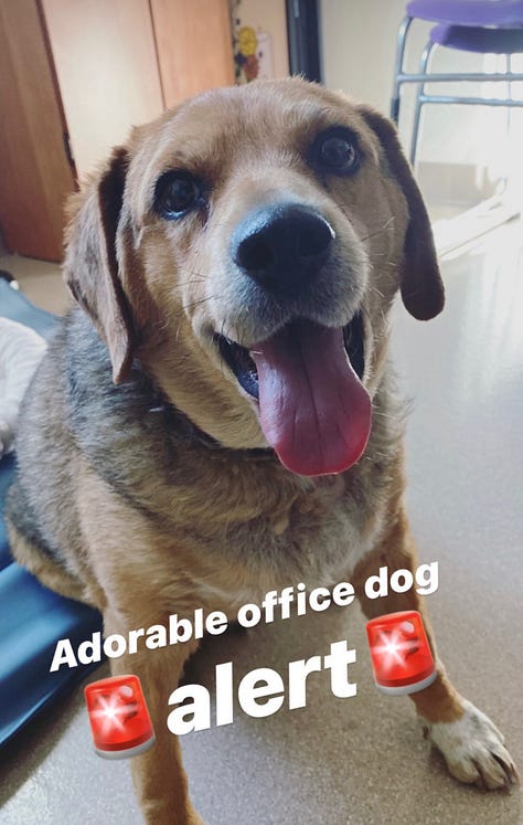 A variety of happy rescue dogs of different breeds