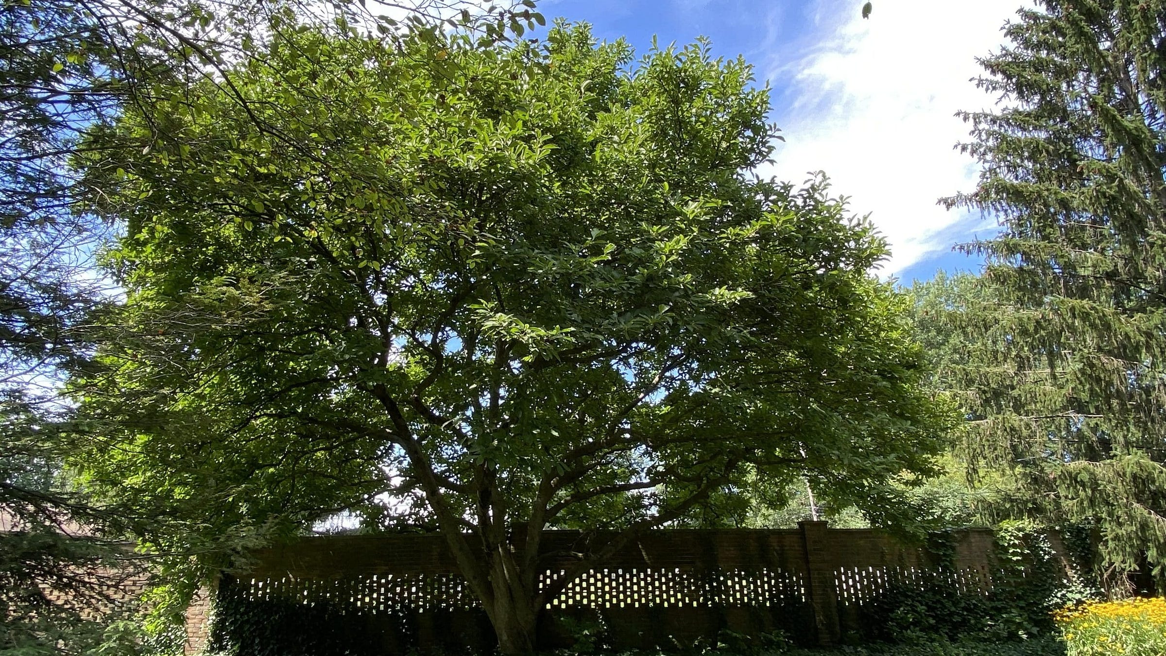 A lush magnolia tree with green foliage standing in a garden, framed by coniferous trees against a clear blue sky, symbolizing resilience and renewal in nature, My Forever Son, Healing from Grief: Nature's Resilience and Hope, My Forever Son