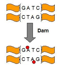 Team:Imperial College London/M3/DamMethylation - 2009.igem.org