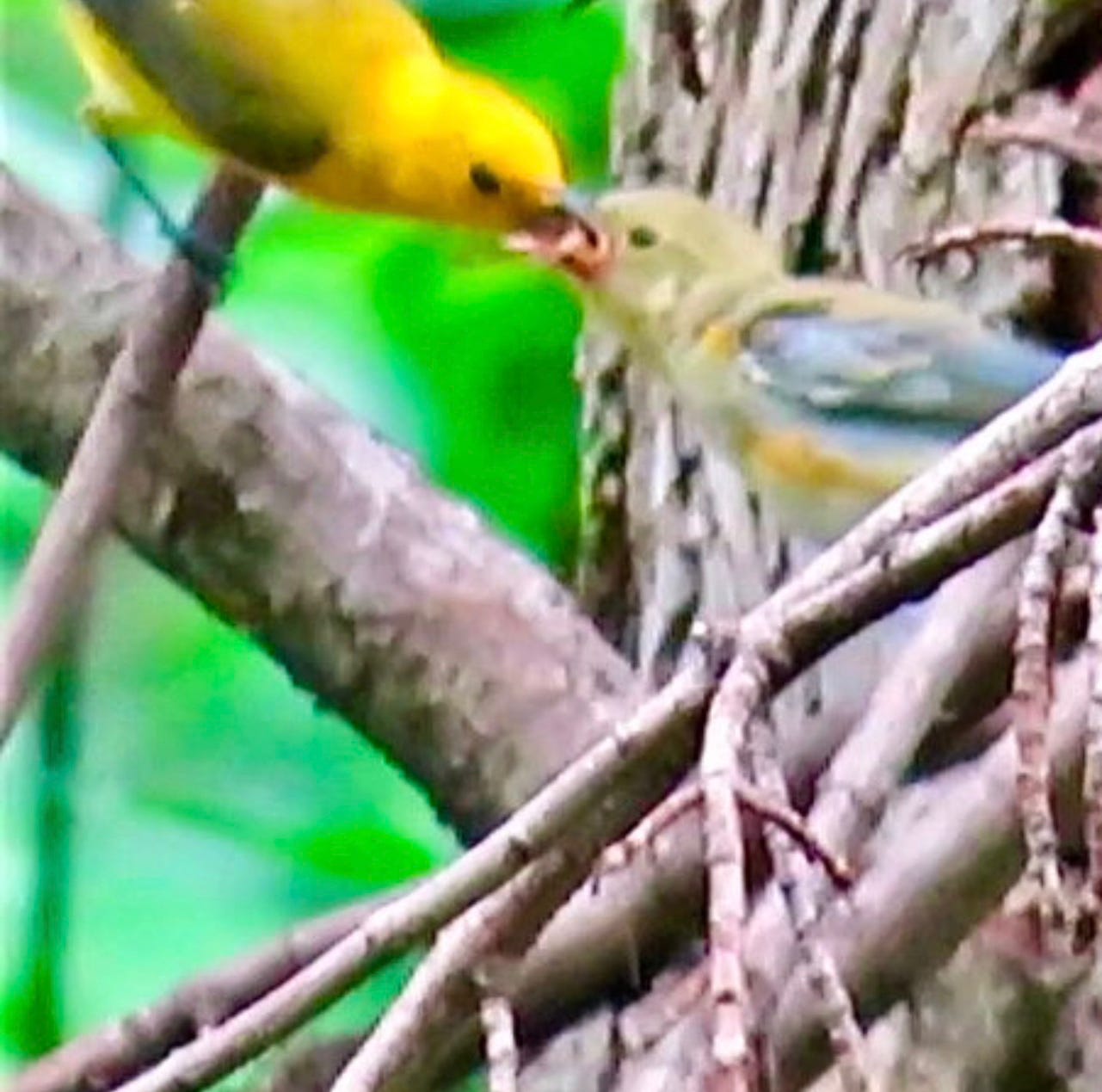 lights out for migrating birds