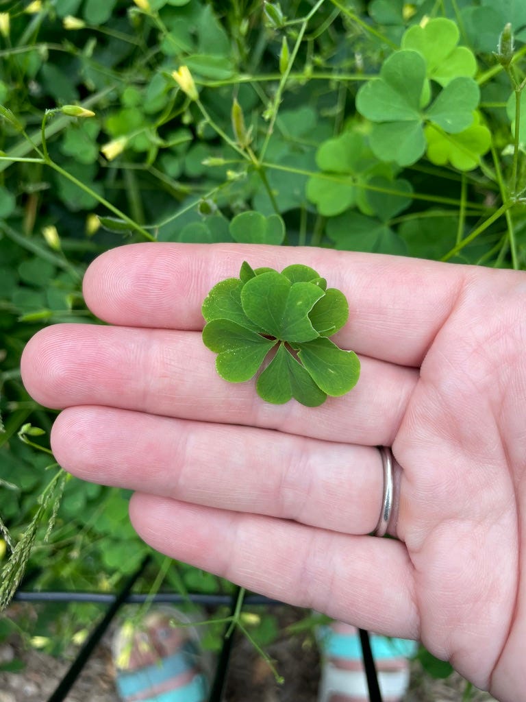 Seven Leaf Clover