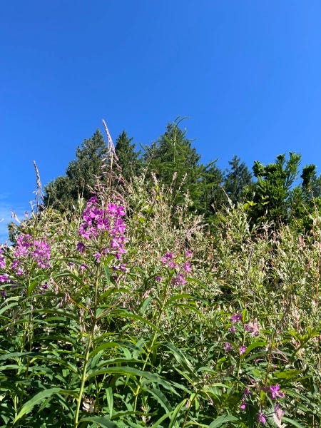 A floral scene unfolding in summer with crowns of violet flowers reaching towards the cerulean blue heavens.