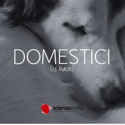 Domestici (is back)