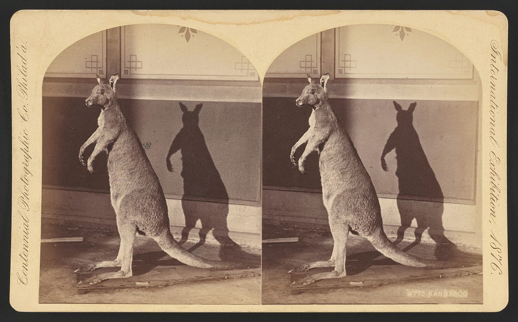 a photo of a kangaroo standing in a room