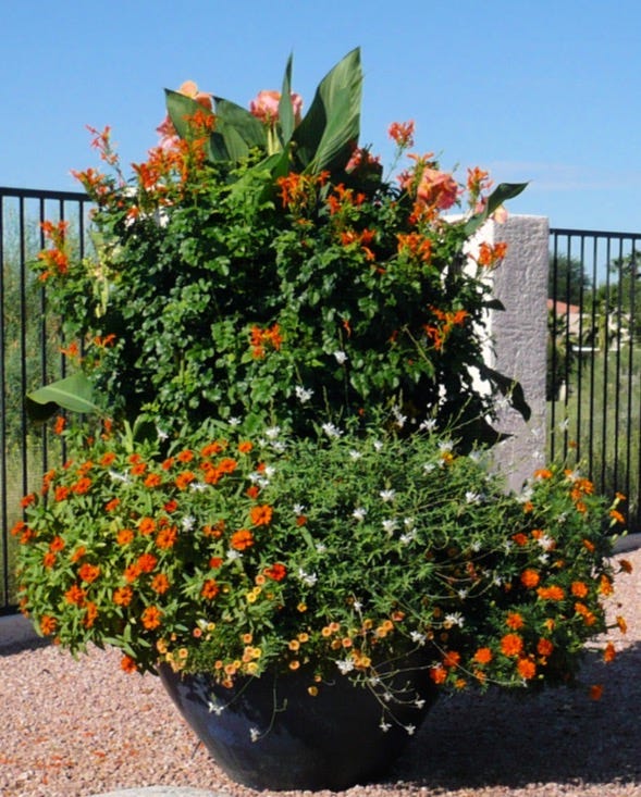 Canna: A Bold & Tropical Touch for Your Desert Container Garden