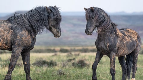 Wild Horses Arizona