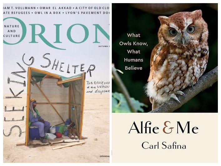 Orion magazine Autumn Cover, Carl Safina's Alfie & Me
