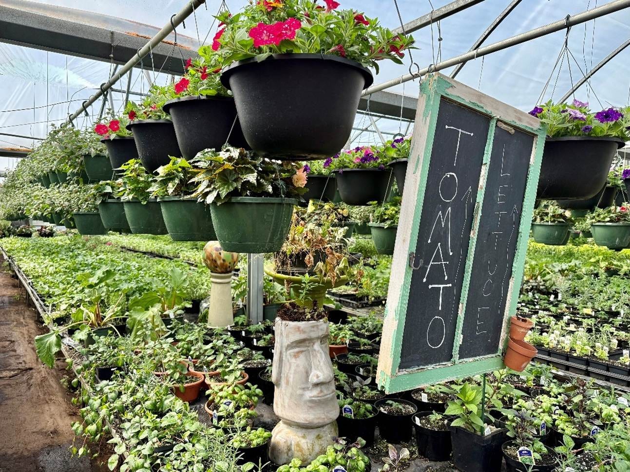 A group of plants in Byrns greenhouse 