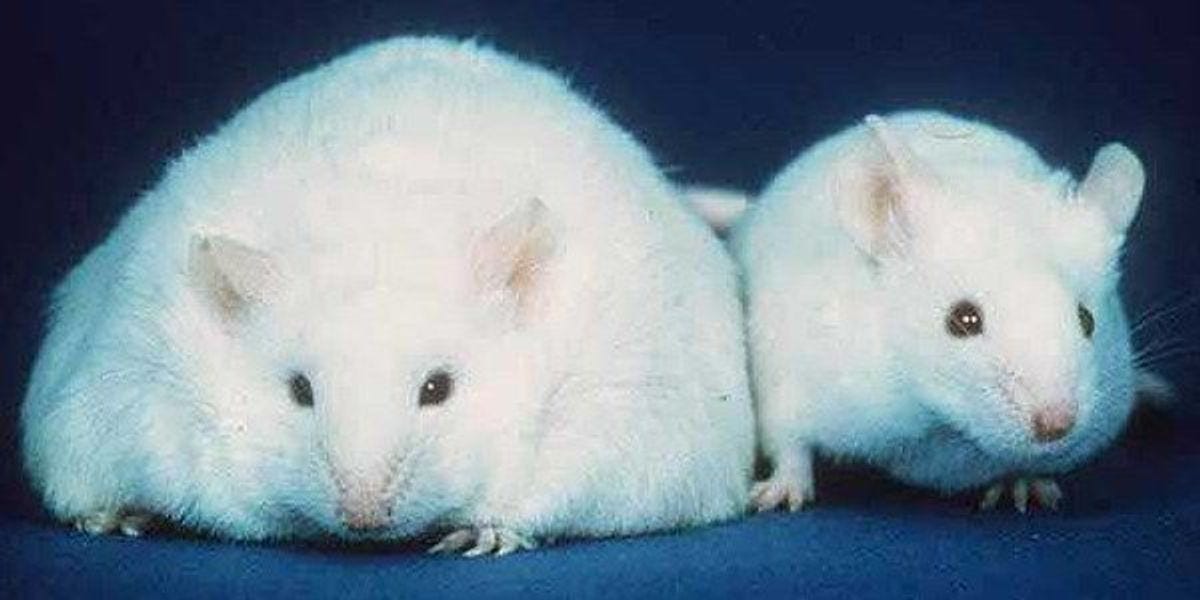 Inside a Lab Mouse's High-Fat Diet | The Scientist