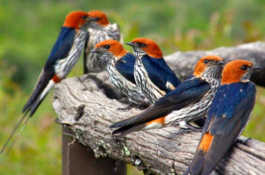 Swallows on handrail Swallows on handrail