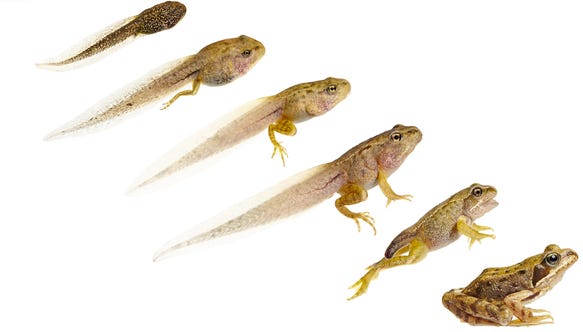 Figure 1. Metamorphosis of the European common frog (Rana temporaria). Pictured to scale. (Photographs by Tim Hunt, reprinted with permission; http://www.timhuntphotography.co.uk/)