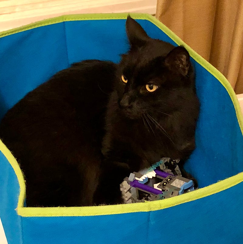 Black cat snuggled in a toy bin with a Lego.