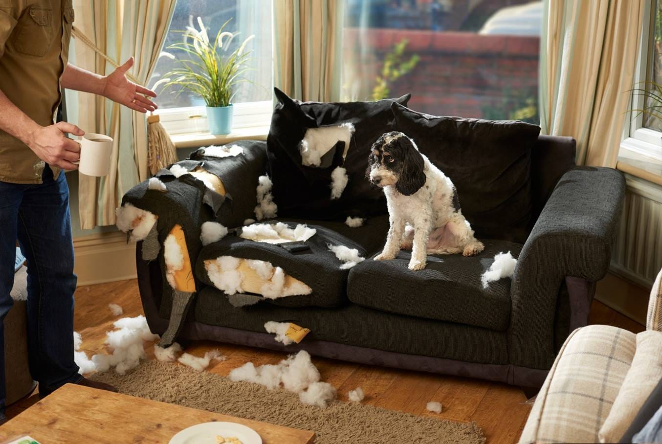 A dog sitting on a couch with a couch filled with pillows

AI-generated content may be incorrect.