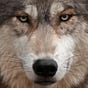 Kampr Feilan's avatar