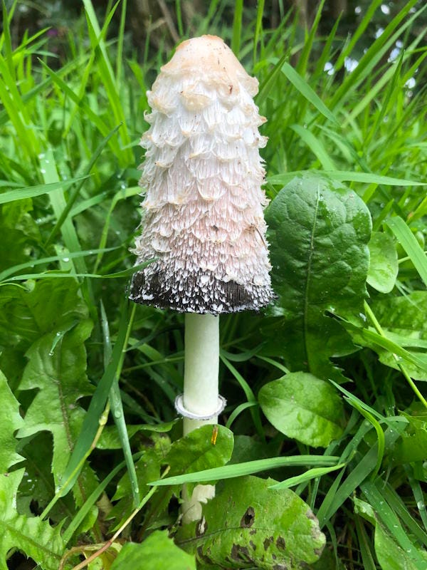First image: People in a woodland looking at fungi and taking notes. Second image: a shaggy inkcap mushroom, which has a smooth white stalk, a ring, and a long bell-shaped cap with a shaggy, feathery outer layer.