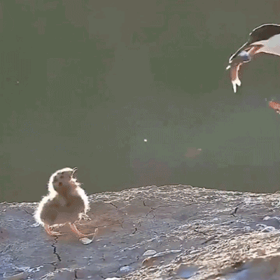 Ponovno se je razplamtela afera Jeffrey Epstein, obtožbe letijo na Donalda Trumpa in Pam Bondi