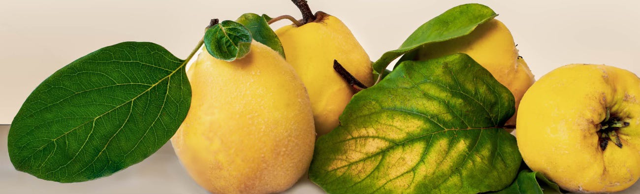 Bring on the fragrant quince, both culinary and medicinal delight