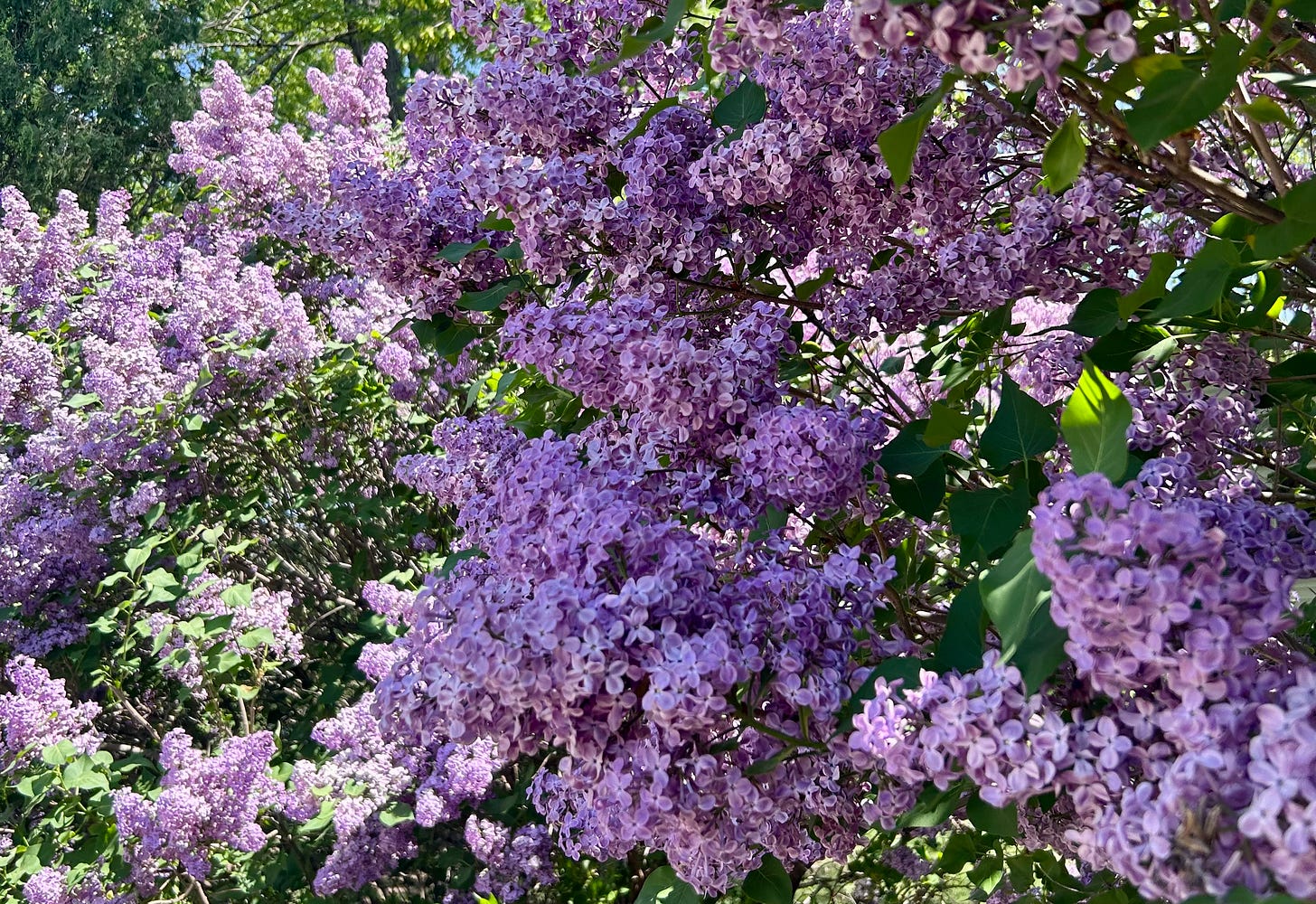 Picture shows purple lilac bushes in the sunlight Picture shows purple lilac bushes in the sunlight