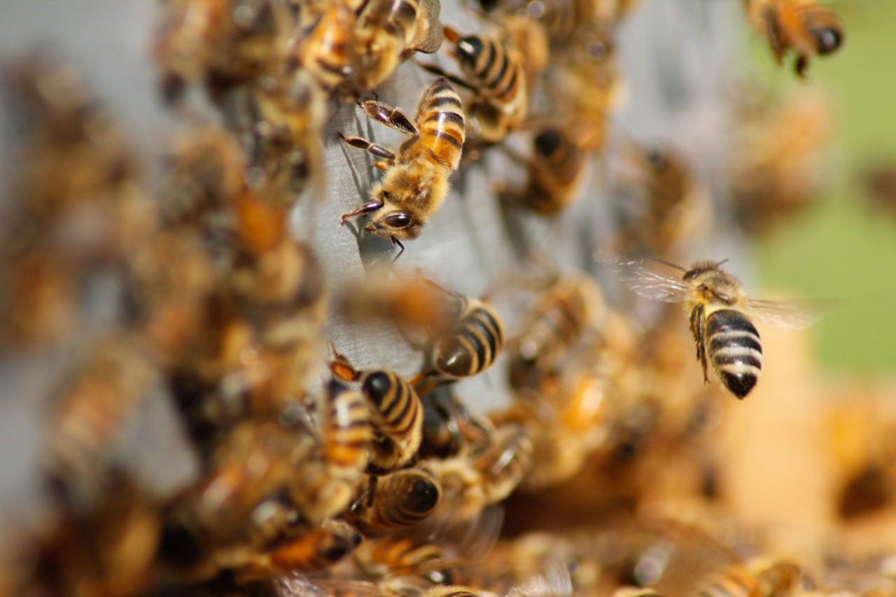 Serviços Ecossistêmicos: o que são, tipos e valor - Torus Ambiental