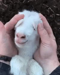 Baby Goat GIF by MOODMAN Baby Goat GIF by MOODMAN