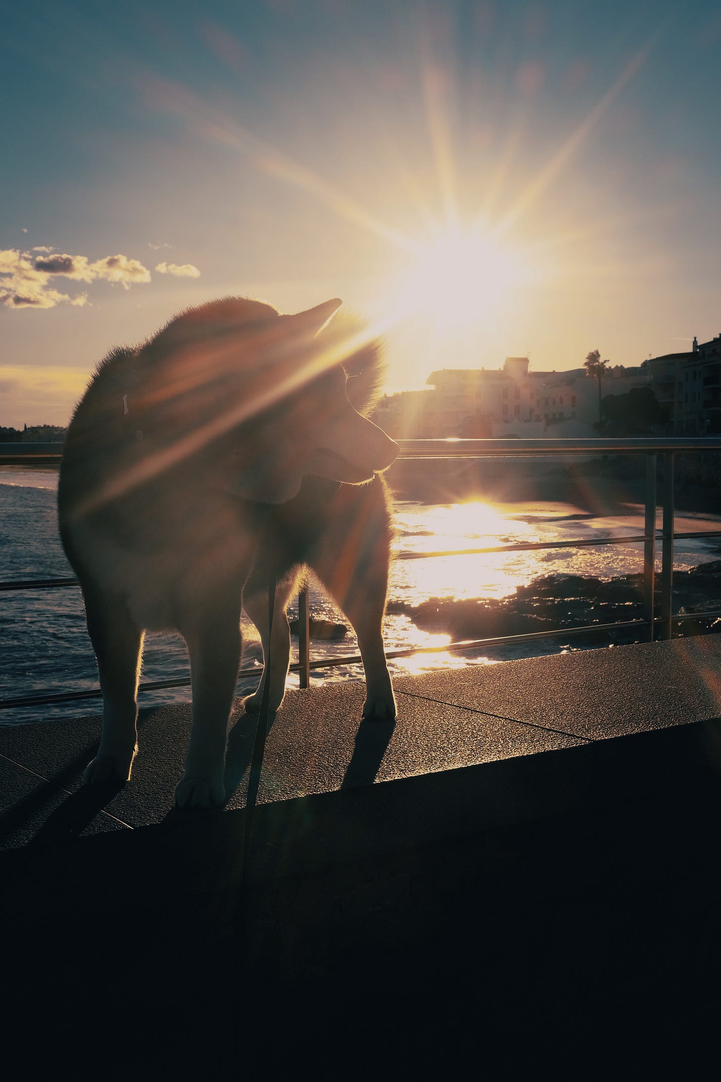 Mein Hund Teddy am Meer im Sonnenuntergang Mein Hund Teddy am Meer im Sonnenuntergang