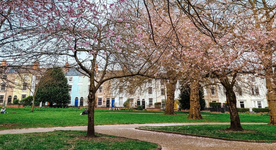 A park with colourful houses at the back, cherry blossom trees, and a winding path