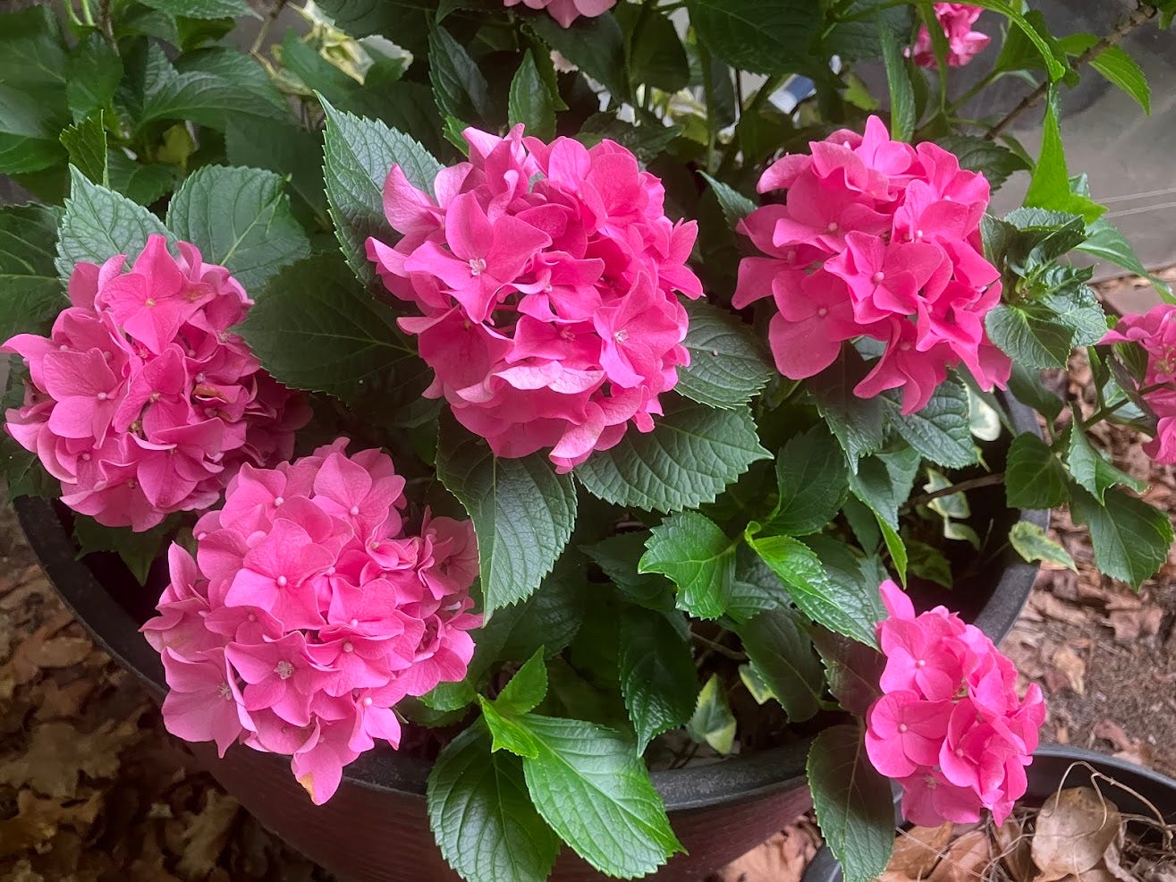 Bright pink hydrangea blossoms at their peak. In my yard! So happy. Bright pink hydrangea blossoms at their peak. In my yard! So happy.