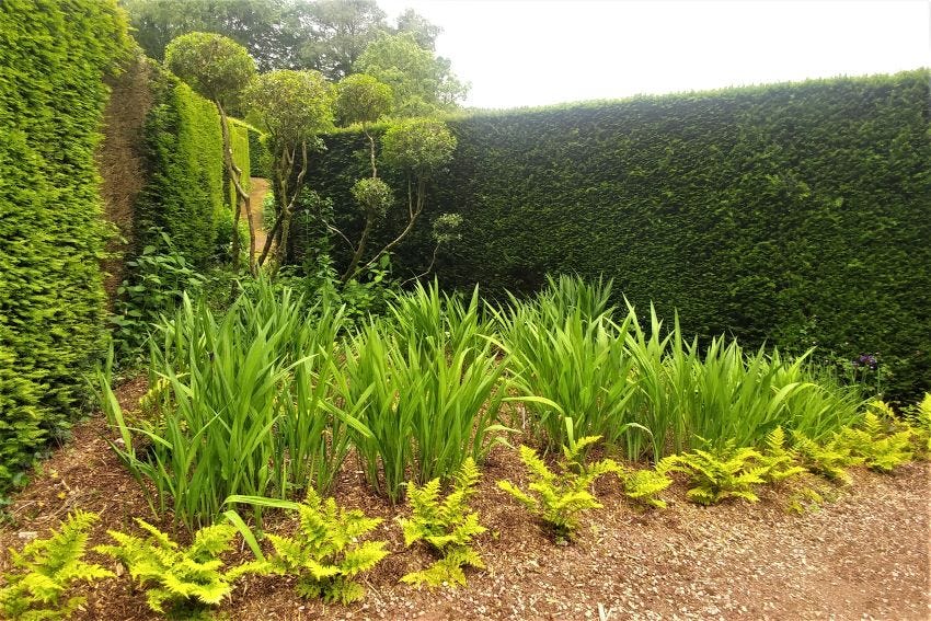 Dryopteris as hedge at Veddw Garden copyright Anne Wareham 