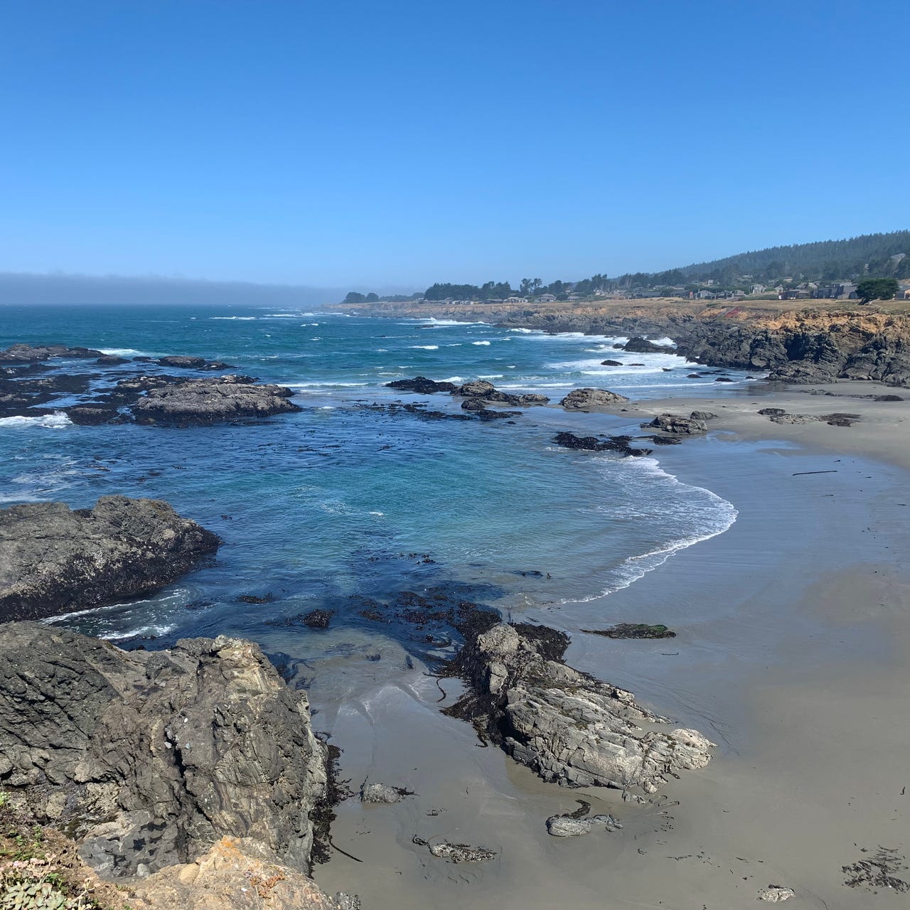 SonomaSage’s Newsletter