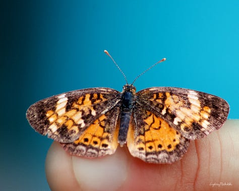 A gallery of six images showcases different aspects of nature: bird, butterfly, beach, flower, light, droplets.