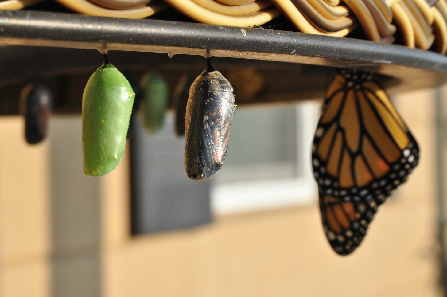 Butterfly hangs next to caterpillars still hatching.