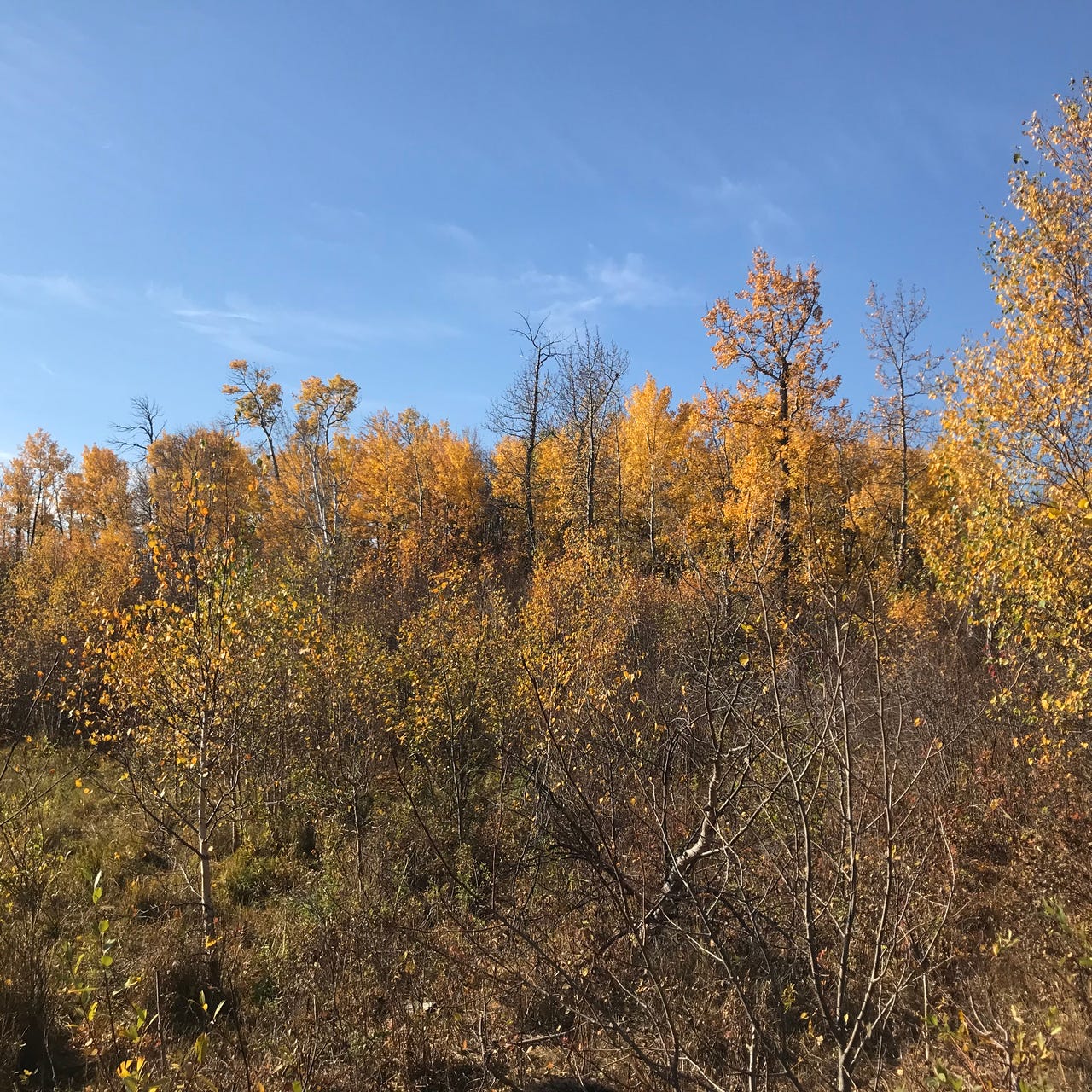 we and the meadow things