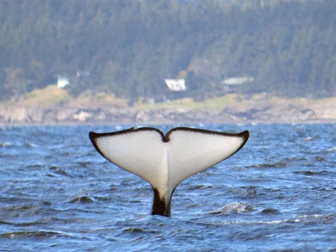 Bigg's orcas hunt Steller sea lion