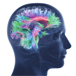 Consciousness & The Brain